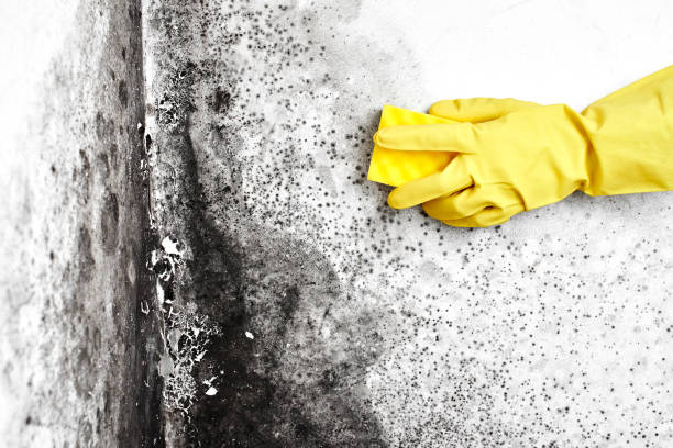 Best Mold Testing  in Grundy, VA