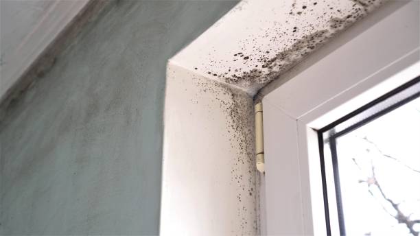 Professional Mold Removal in Grundy, VA