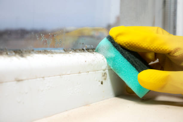 Office Mold Removal Services in Grundy, VA