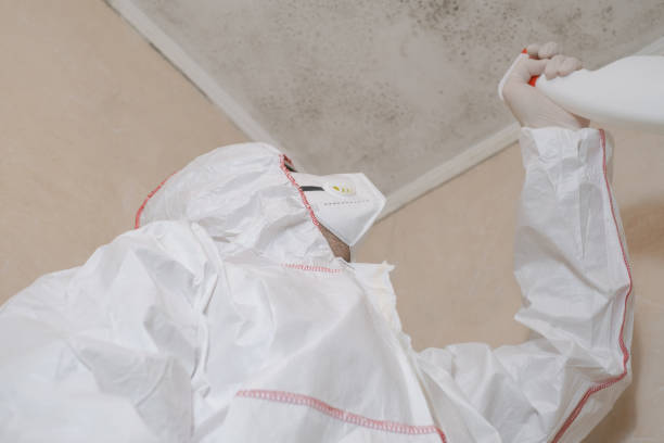 Best Same-Day Mold Removal  in Grundy, VA