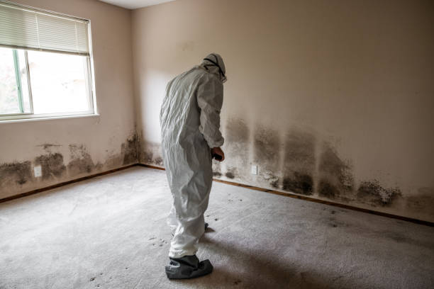 Best Affordable Mold Removal  in Grundy, VA