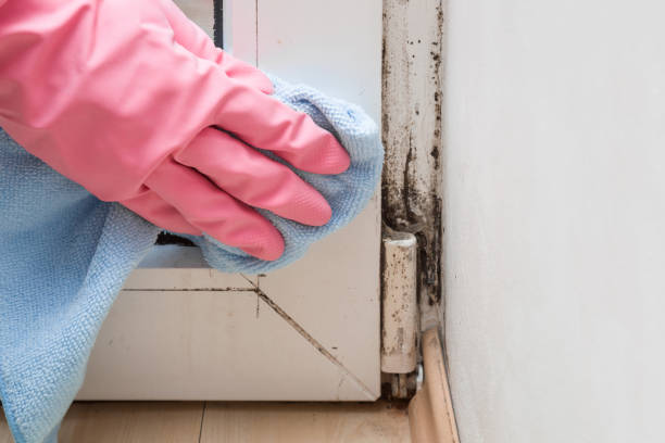 Best Mold Testing  in Grundy, VA