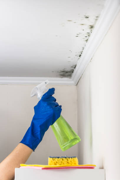 Best Attic Mold Removal  in Grundy, VA